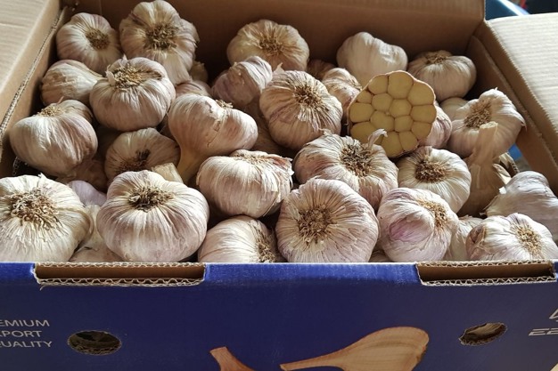 Garlic