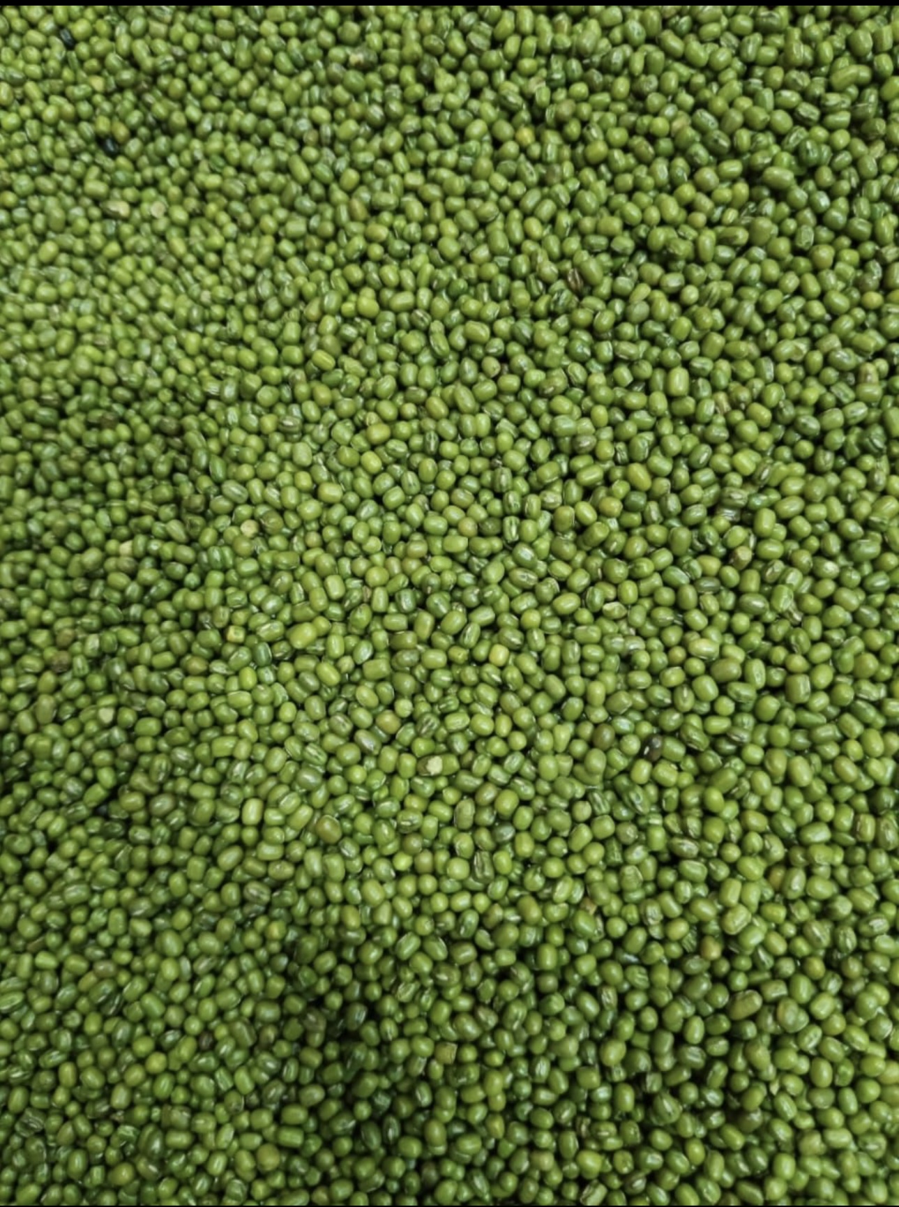 Export Quality Moong - Premium Green Gram